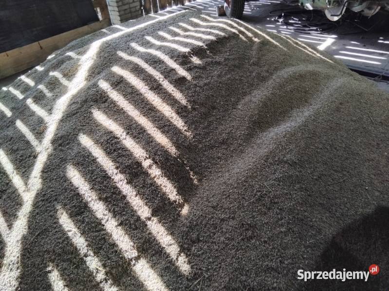 Owies suchy ok 5 ton Zboża Ciepielów