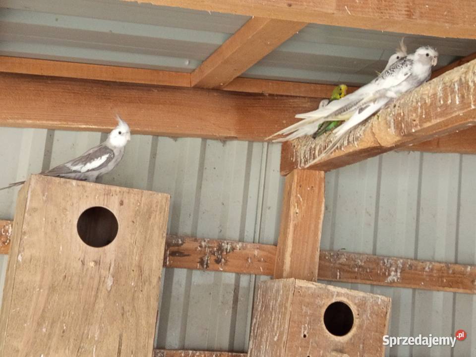 Sprzedam Papugi Potakówka sprzedam