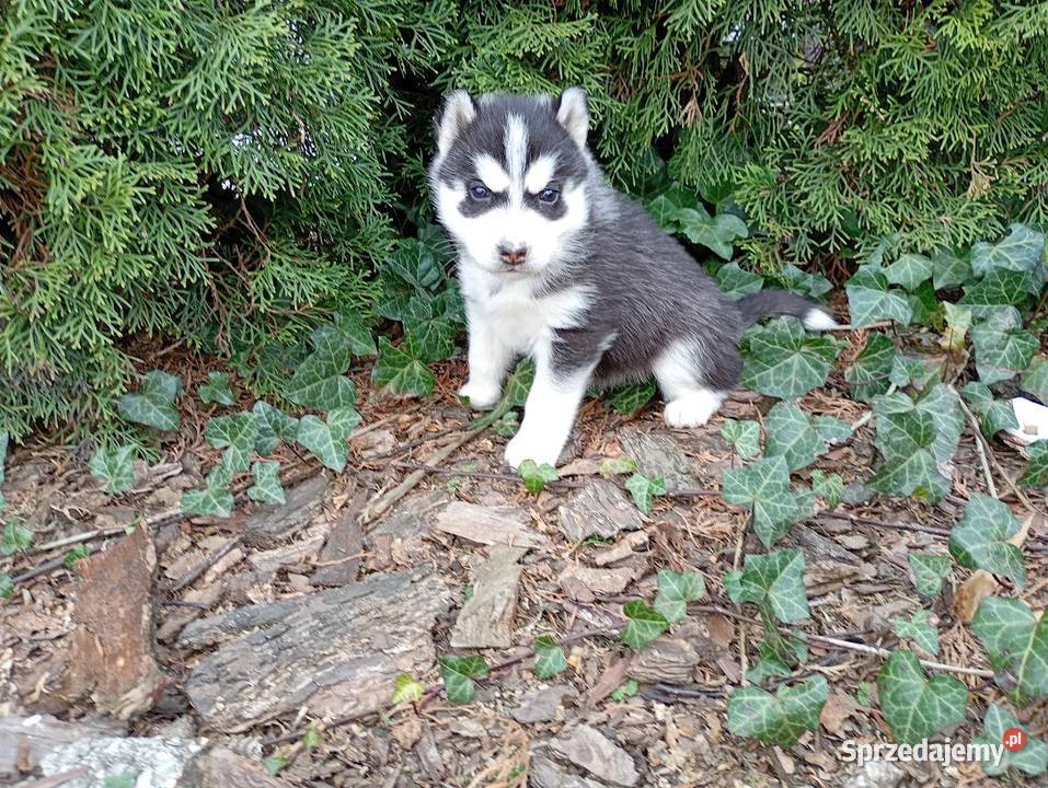 Siberian husky girl Racibórz sprzedam