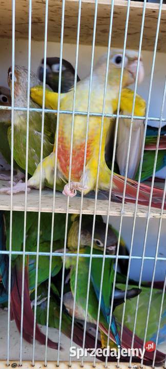 papugi rudosterki zielonolice Ptaki