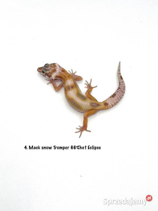 Kolorowe gekony lamparcie z hodowli 2026 wielkopolskie Poznań