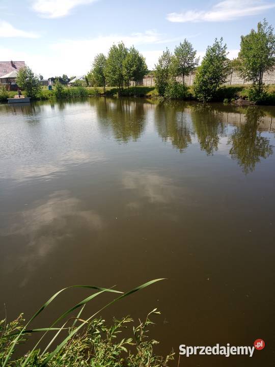 Owczarki Podchalanskie Czerwone sprzedam