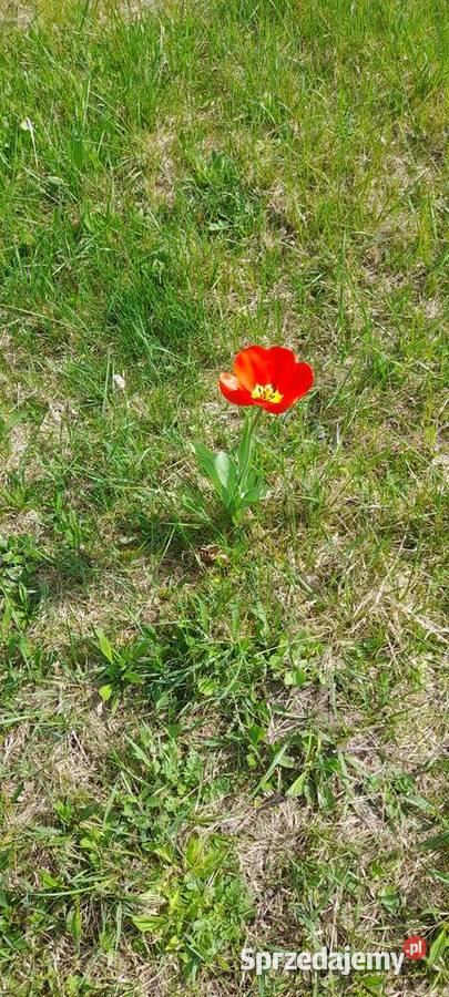 Koszenie kosą spalinową dolnośląskie Wrocław