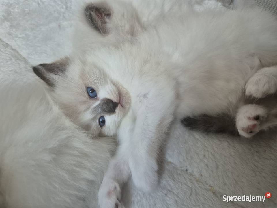 Kocięta Ragdoll Rodowód wyprawka Zwierzęta Lędziny