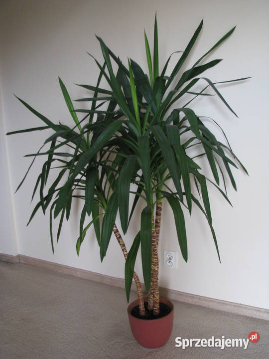 Juka piękny zdrowy duży kwiat doniczkowy 3pienny Liściaste Brzegi