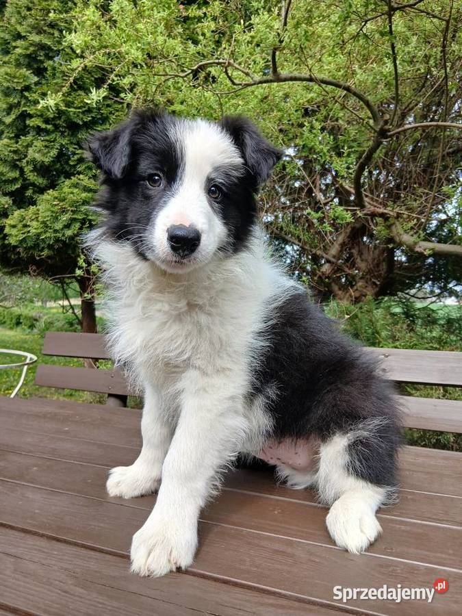 Border collie z rodowodem Toruń