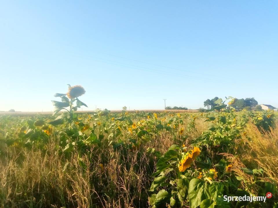 Słonecznik kwiat Jasionka