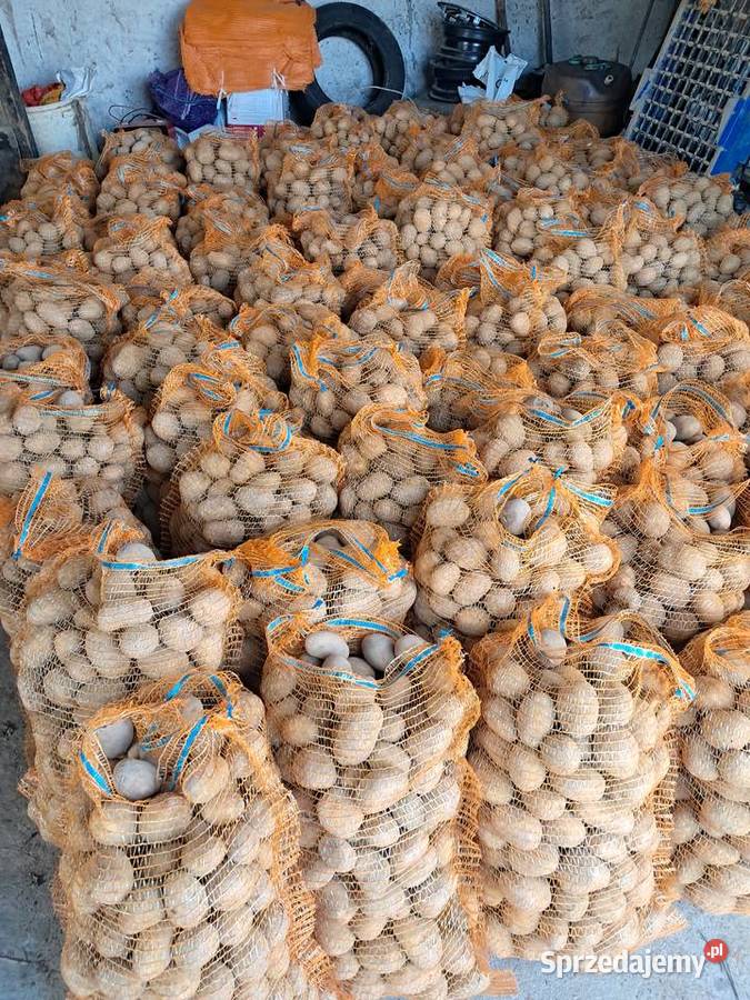 Sprzedam ziemniaki wielkosci sadzeniaka Soraya małopolskie Imbramowice