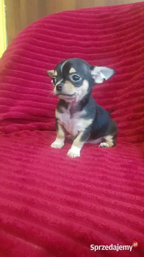 Chihuahua pieski Chihuahua Nowe Miasto-Folwark