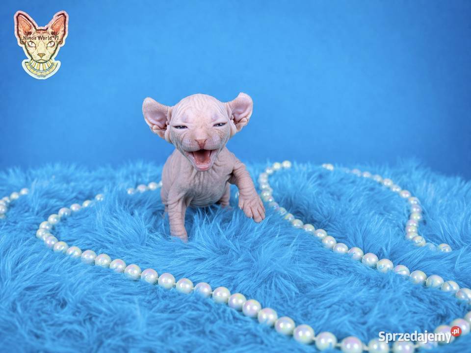 Stinks kanadyjski Grodzisk Mazowiecki