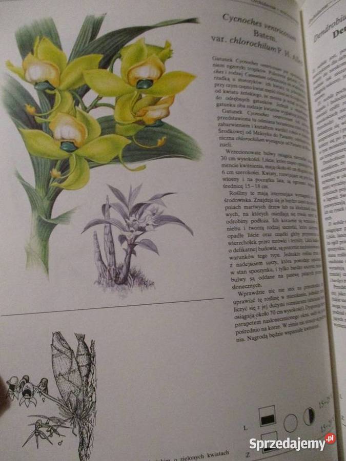 Mieszkanie w kwiatach Kwiaty w mieszkaniu uprawa Łódź sprzedam