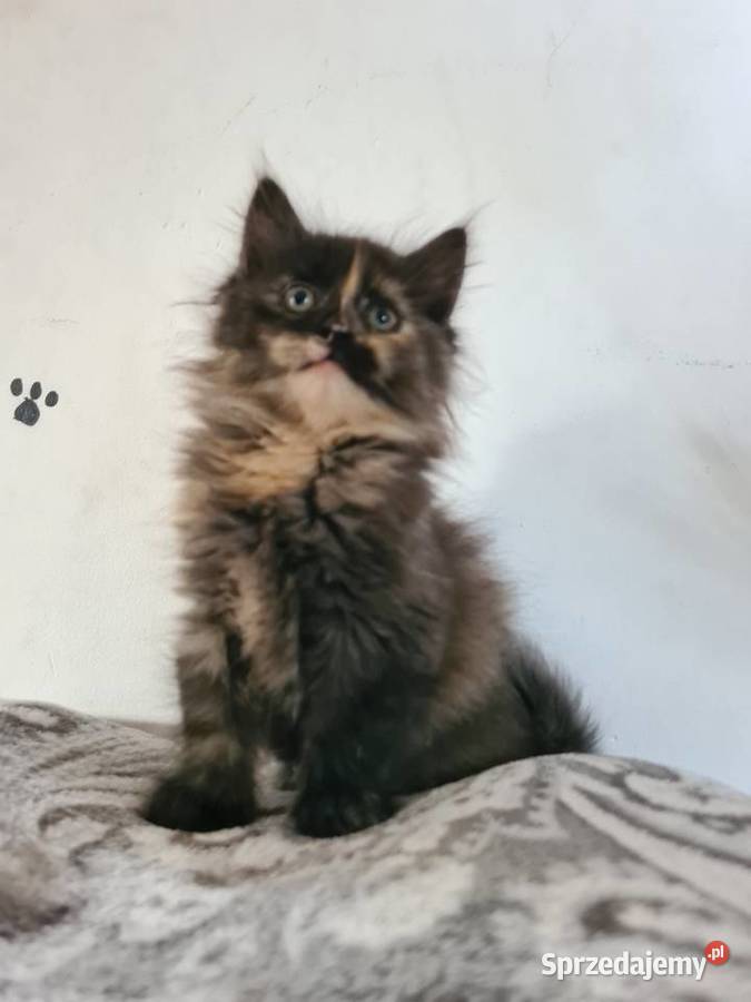Kotki maine coon sprzedam