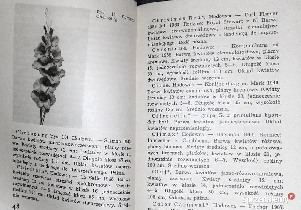 Mieczyki Barbara Grabowska Chełm