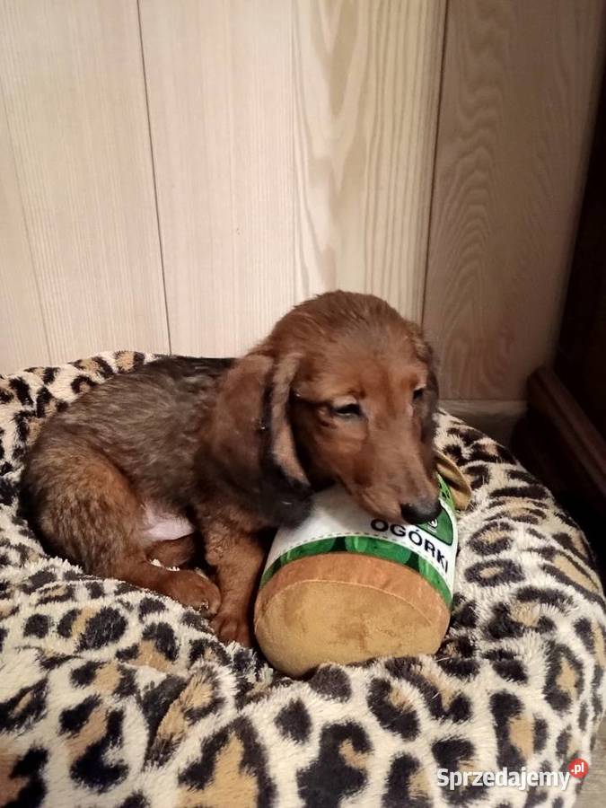 Jamnik długowłosy miniaturowy piesek Radziejów sprzedam