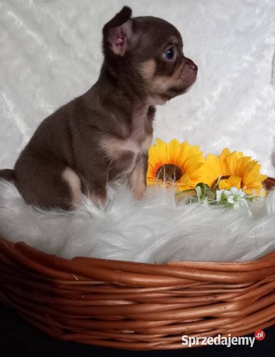 Chihuahua krótkowłosy czekoladowy opolskie Strzelce Opolskie