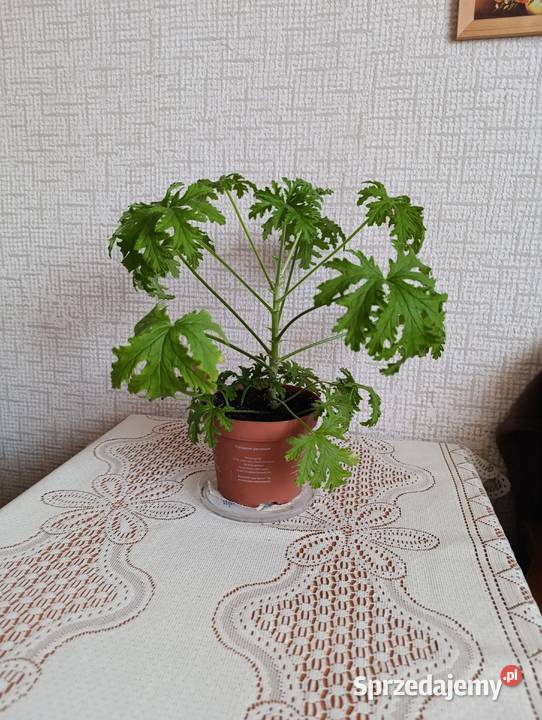 Szklanka 05 l na piwo Żywiec kwiatek liściasty Kraków