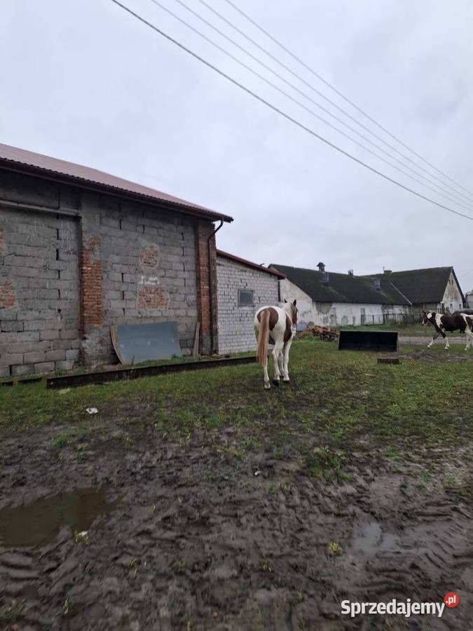 Klacz Maja podkarpackie