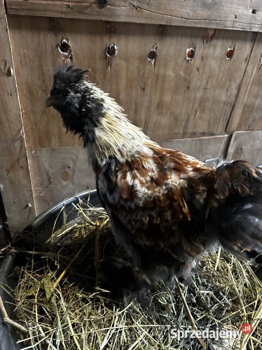 Koguciki z 2025 roku mixy Pszczyna