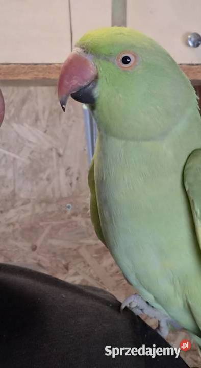Papuga aleksandretta