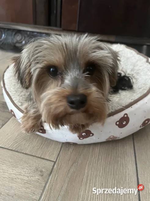 yorkshire terrier pies świętokrzyskie Skalbmierz
