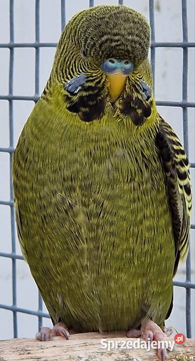 papużka falista blackface łatwo się oswaja może śląskie Katowice sprzedam