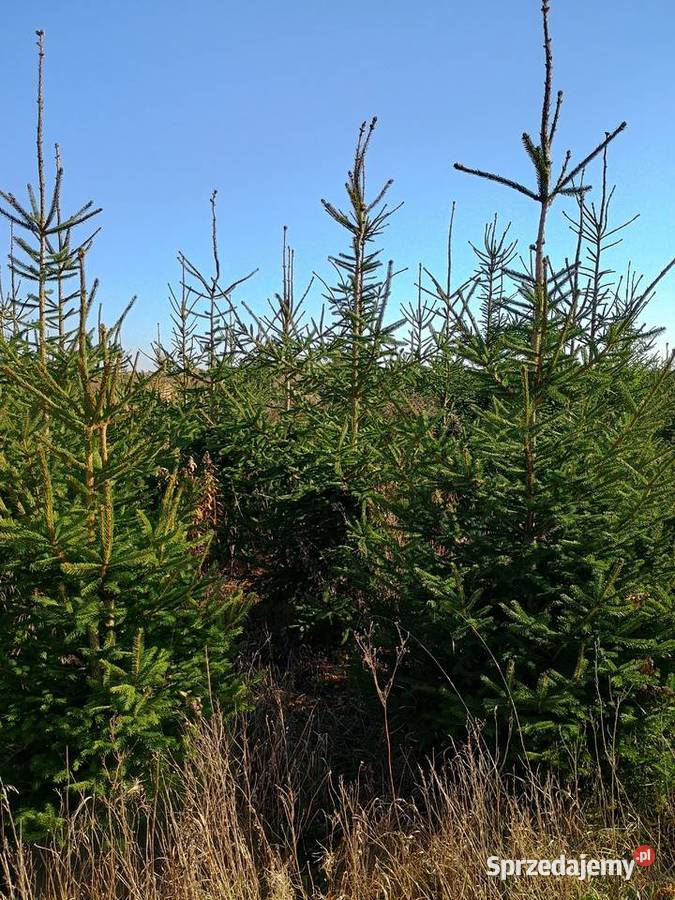 Sprzedaż hurtowa choinek Świerk