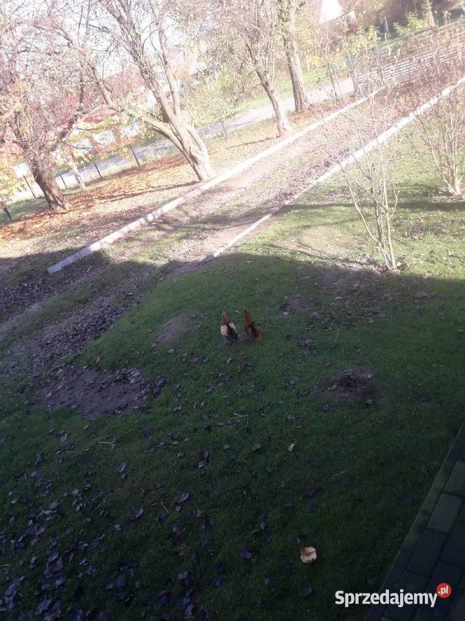 Kogutki czubatki staropolskiej zielononżki Czarnocin