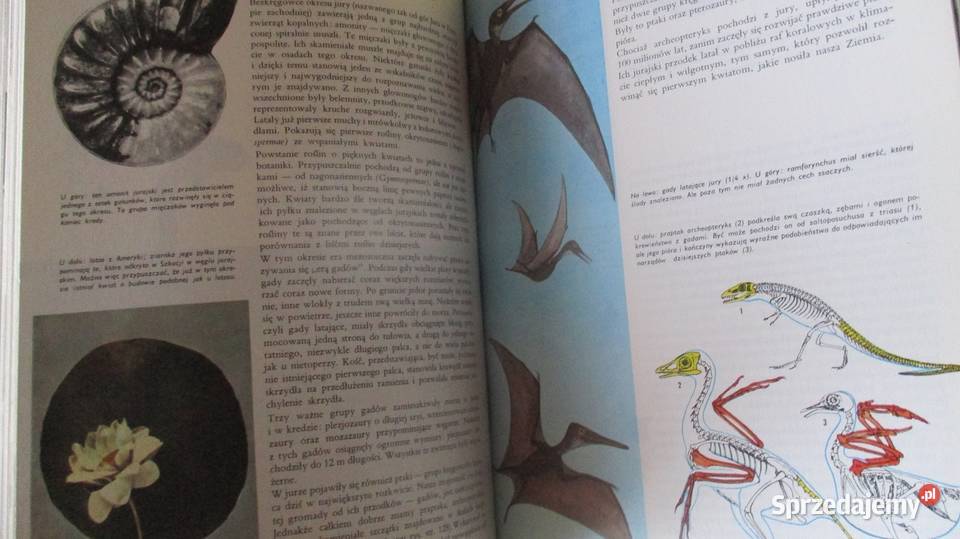Ziemia Rośliny Zwierzęta LarousseNasza przyroda biologia, ekologia Łódź