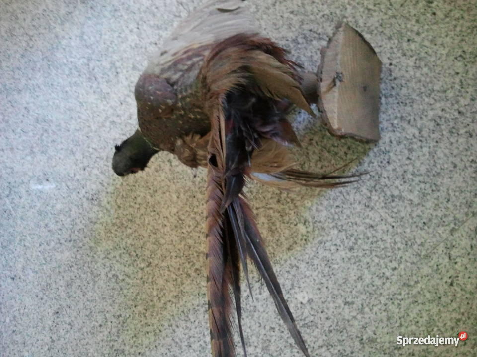 Wypchany bażant Pozostałe Pozostałe Milanówek