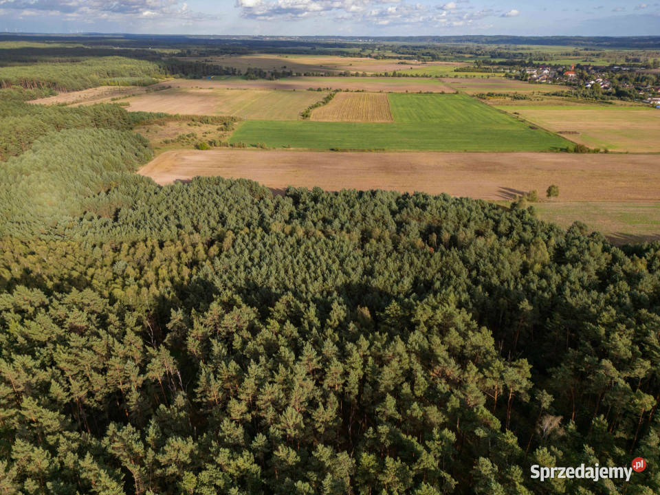 Działka rolna Jędrzejewo gm Czarnków 30000m2