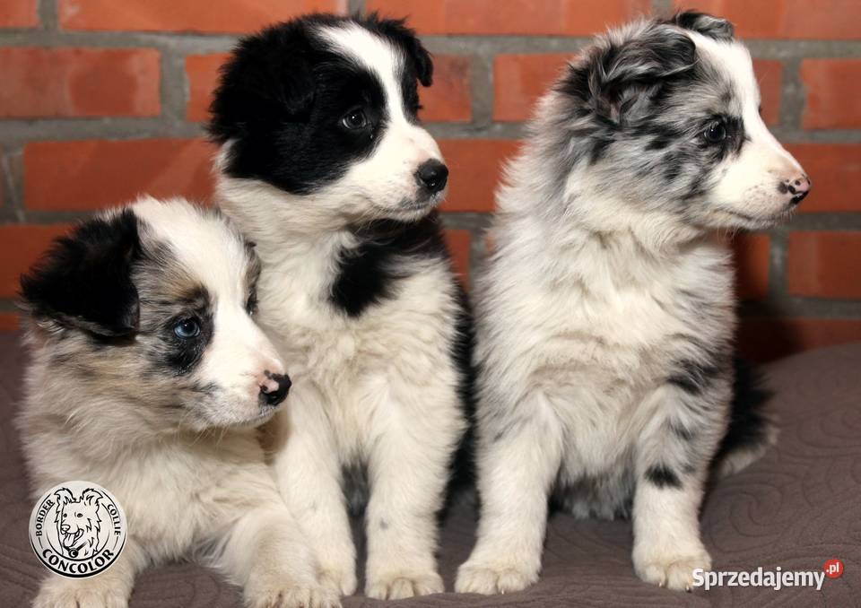 Border Collie coli szczeniak Blue Merle tricolor Jastrzębia sprzedam