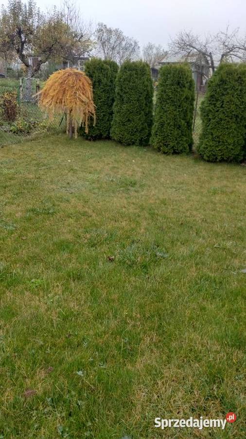 Działka RODPrzyszłość woda Brzeg Dolny