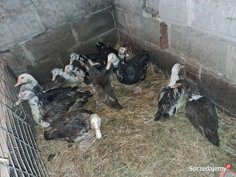 Kaczki francuskie Konin