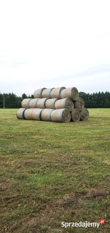 Siano 2026 bele baloty 120 Trawy, słoma Rypin sprzedam