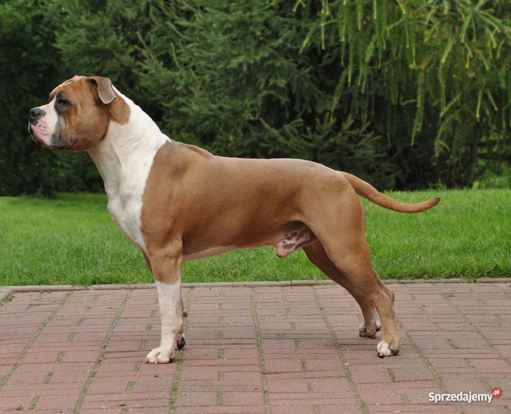 AMSTAFF szczenięta z rodowodem CHAMPIONIE hodowl Wrocław