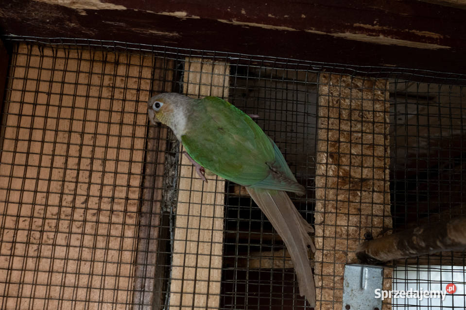 Para rudosterki zielonolice