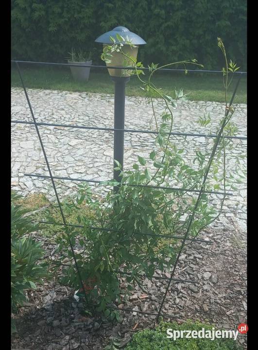 Pergola Rogalinek