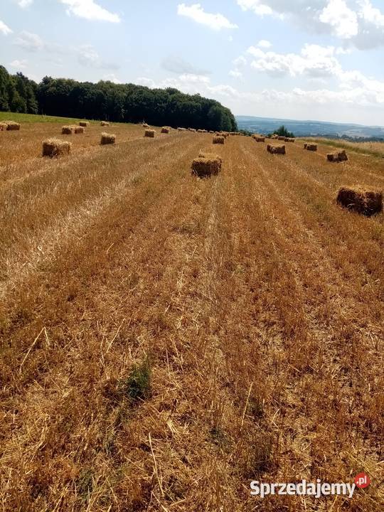 Słoma kostka zbiór 2023r Dębica sprzedam