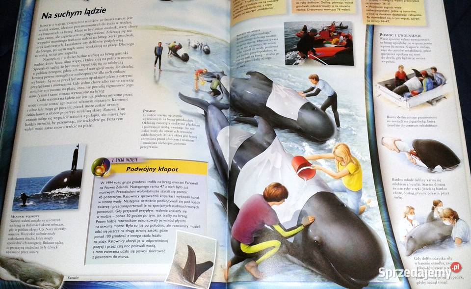 Walenie wieloryby delfiny i morświny L Beckelman Chełm