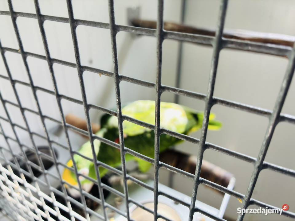 Amazonka surinamska samiec 2018r Ptaki Koło