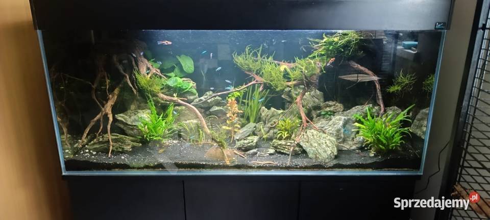 Akwarium 120x50x50 zestaw opti Zamarski