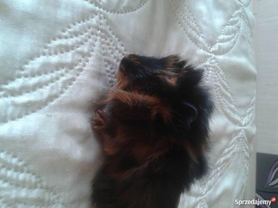 młode świnki morskie Kraków