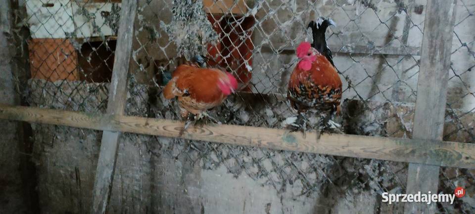 Koguty z 25 roku Tokarówka