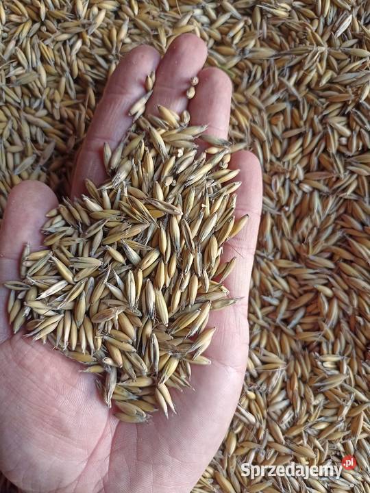 Owies 2025 ekologiczny Lipinki sprzedam