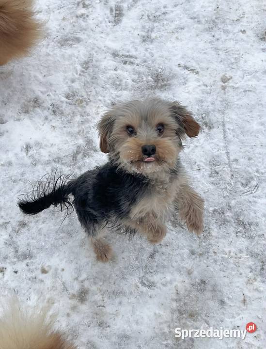 yorkshire terrier pies Skalbmierz sprzedam