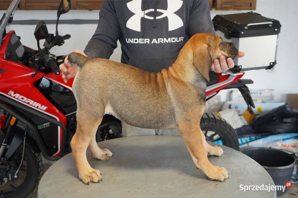 Boerboel Szczenięta mastifa Warszawa