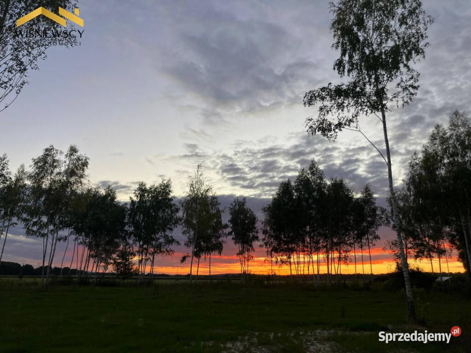 Dawidy duża działka 05306 ha WZ asfalt Sprzedaż warmińsko-mazurskie