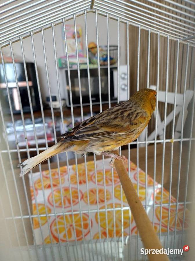 Kanarek Ptaki Ługowiska