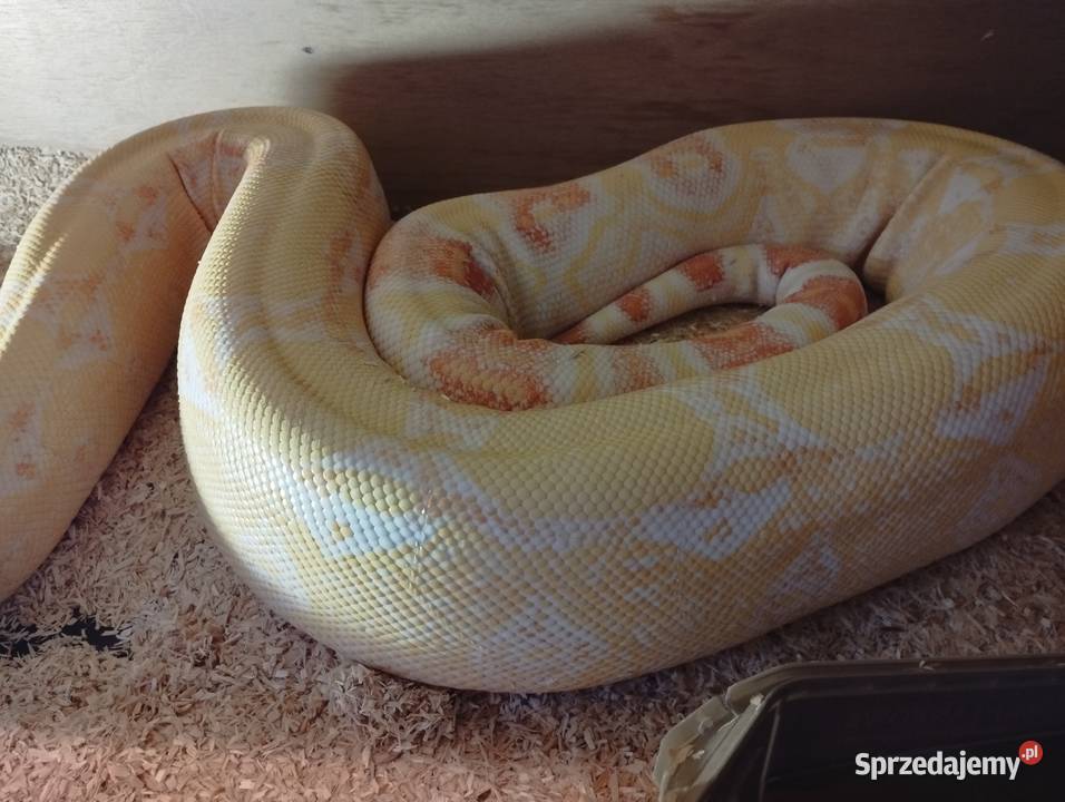 Sprzedam albino kahl Starogard Gdański sprzedam