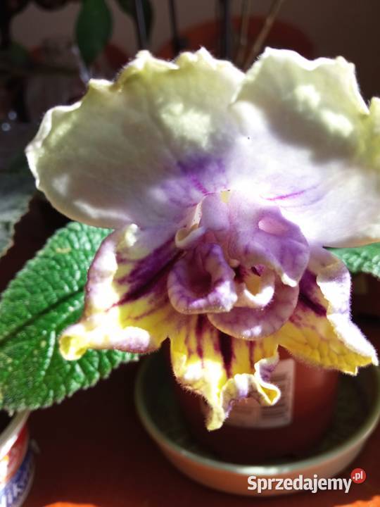 Achimenessadzonki podlaskie Białystok sprzedam